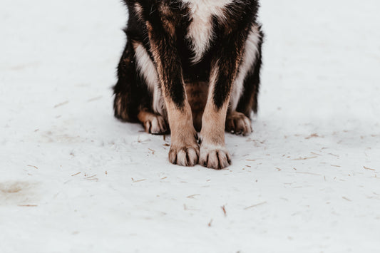 Videnskaben bag, hvorfor vi elsker vores hunde så meget